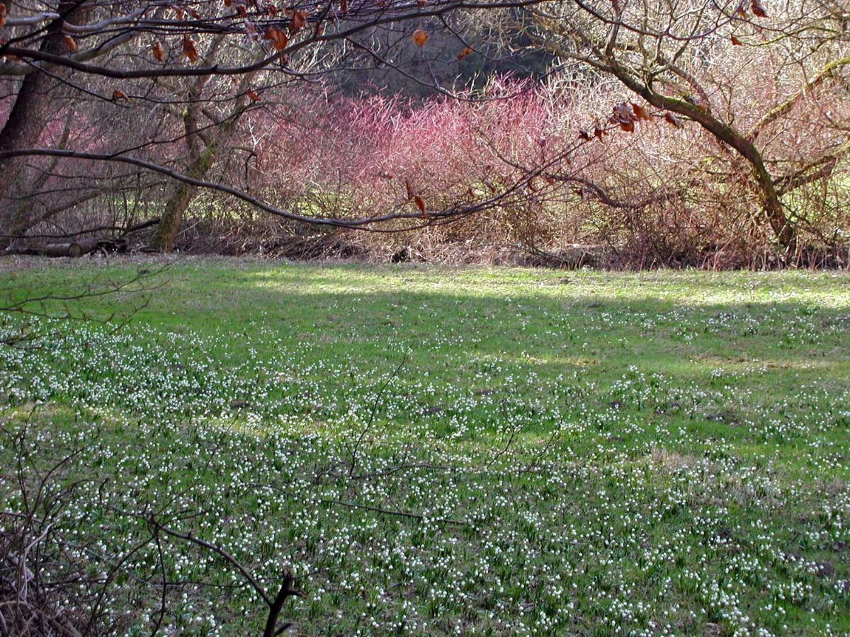 Ferienwohnung Natur Und Kunst Drážďany Exteriér fotografie